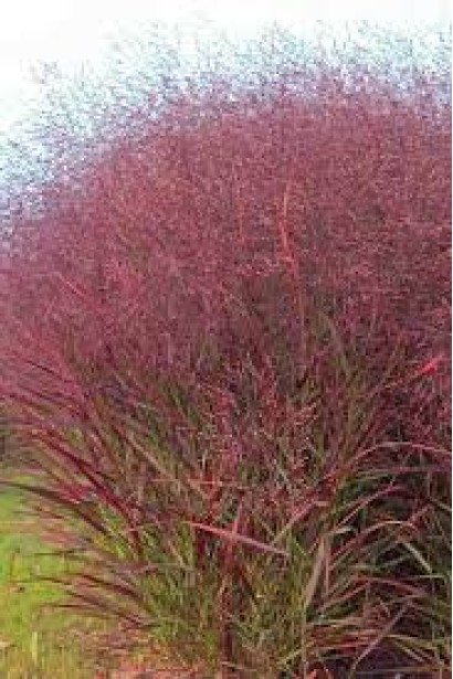 Ландшафт с просом Скво: легкость и природная красота.